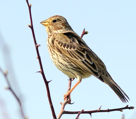 Corn Bunting 2021 03 30 Gore Cross