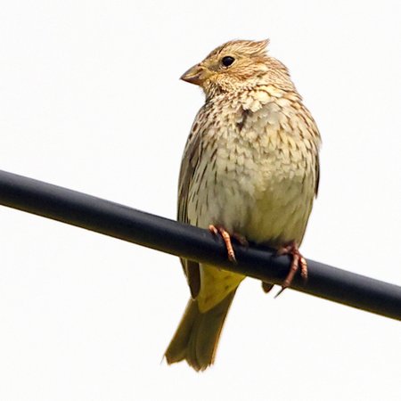 Corn Bunting 2021 05 12 Lydeway