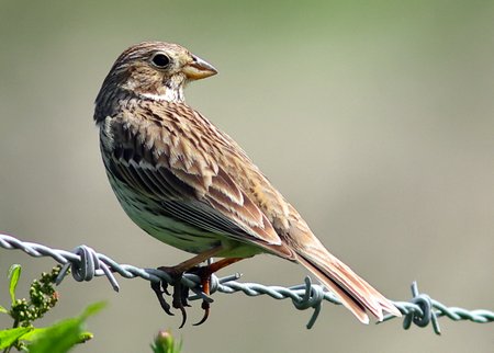 Corn Bunting 2021 05 30 SPTA Centre
