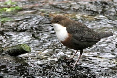 Dipper 5