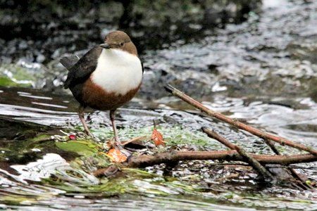 Dipper 9