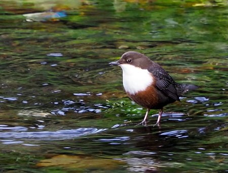 Dipper Marlborough 07.11.21 4