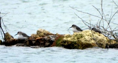 Dunlin