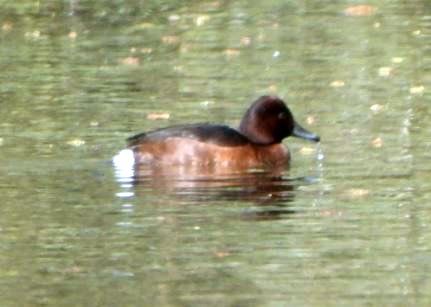 Ferruginous Duck