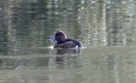 Ferruginous duck F Wardour 11I6153