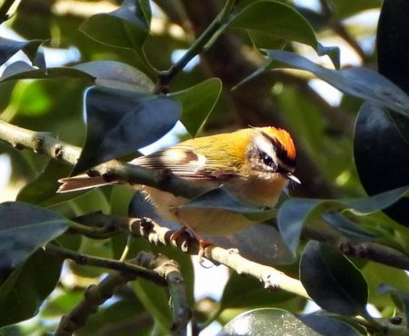 Firecrest