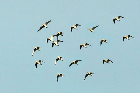 Golden PLover 2021 11 04 Badens Clump