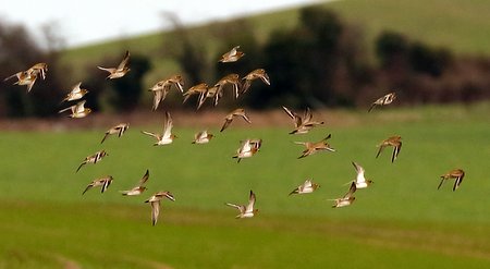 Golden Plover 2021 01 04 Bratton0