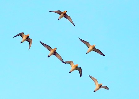 Golden Plover 2021 12 21 Badens Clump1