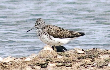 Green Sandpiper 2021 04 08 Langford Lakes1