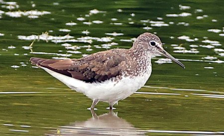 Green Sandpiper 2021 07 11 Langford Lakes