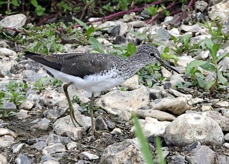 Green Sandpiper 2021 07 26 Langford Lakes