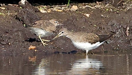 Green Sandpiper 2021 08 15 Langford Lakes