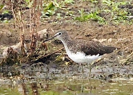 Green Sandpiper 2021 08 21 Langford Lakes1