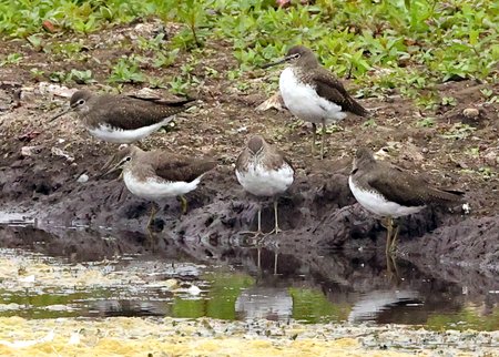 Green Sandpiper 2021 09 23 Langford Lakes