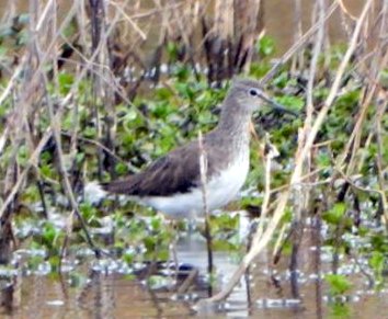 Green sandpiper 001