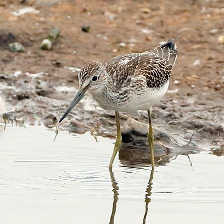 Greenshank 2021 08 20 Langford Lakes