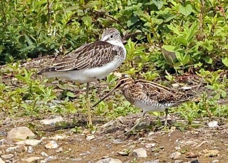 Greenshank 2021 08 24 Langford Lakes1