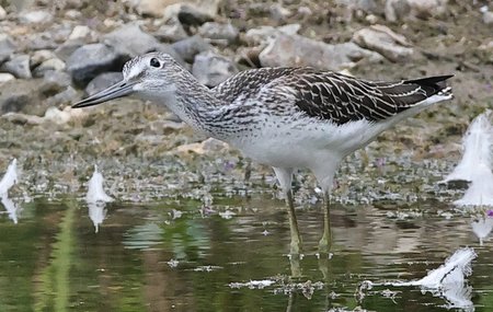 Greenshank 2021 08 24 Langford Lakes4