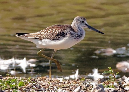 Greenshank 2021 08 26 Langford Lakes1
