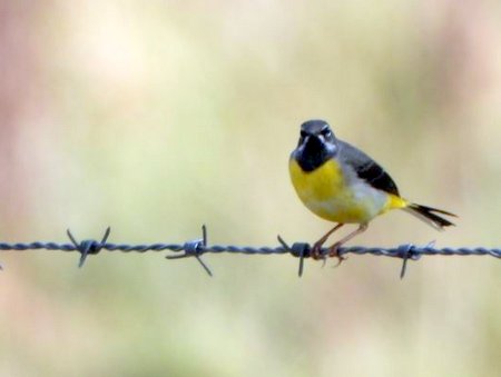 Grey Wagtail