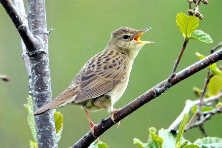 Gropper2