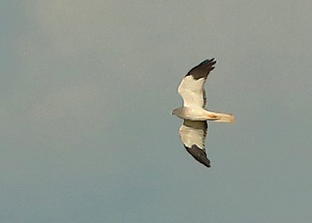 Hen Harrier 2021 10 01 Badens Clump