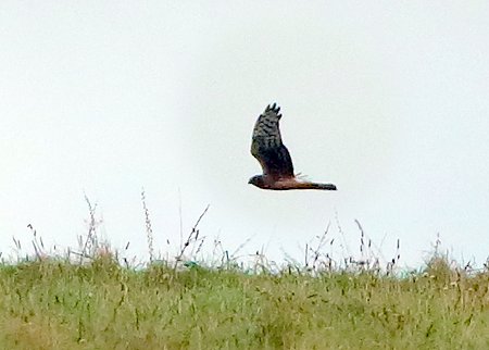 Hen Harrier 2021 10 30 Badens Clump