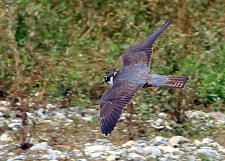 Hobby 2021 07 06 Langford Lakes0