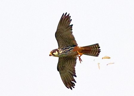 Hobby 2021 08 21 Langford Lakes