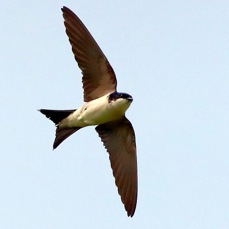 House Martin 2021 07 05 Gore Cross0