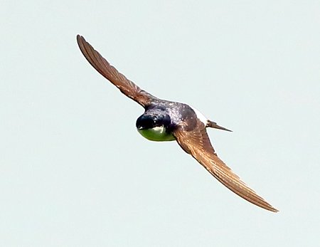 House Martin 2021 08 22 Gore Cross3