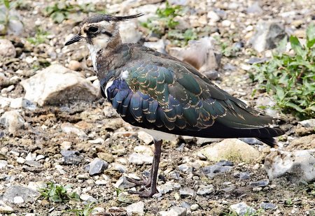 Lapwing 2021 07 26 Langford Lakes2