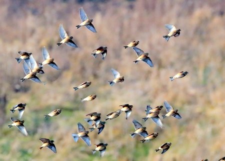 Linnet 2021 12 21 Badens Clump1