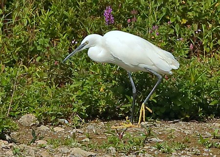 Little Egret 2021 09 06 Langford Lakes