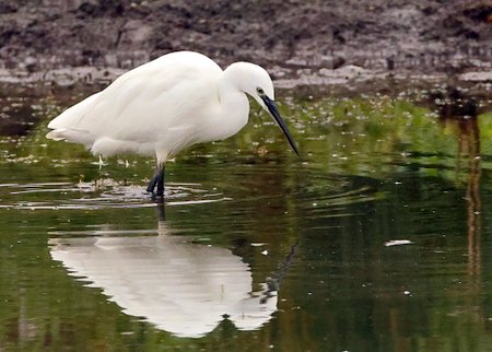 Little Egret 2021 09 14 Langford Lakes