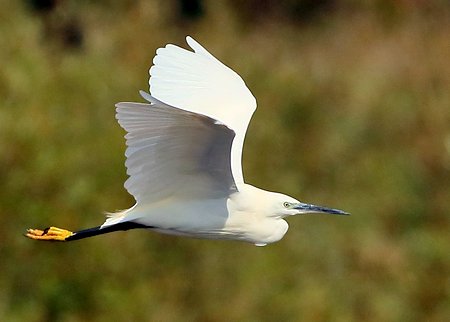 Little Egret 2021 09 21 Langford Lakes