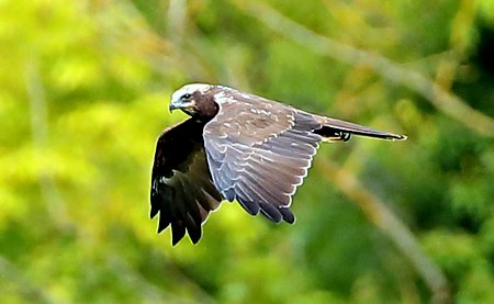 Marsh Harrier 2021 09 19 Langford Lakes