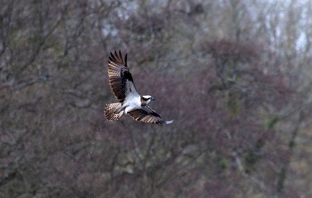 Osprey 084528 20210329 0489