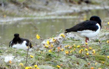 Oystercatcher