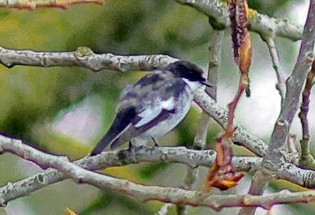 Pied Flycatcher 2021 04 13 Langford Lakes