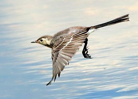 Pied Wagtail 2021 07 19 Langford Lakes1