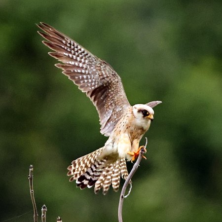 Red Fotted Falcon 2021 07 11 Langford Lakes31