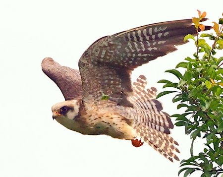 Red footed Falcon 2021 07 08 Langford Lakes