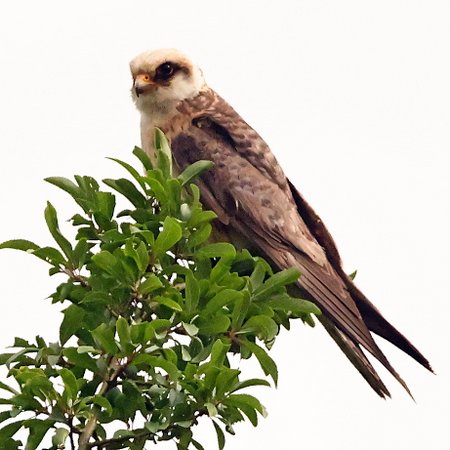 Red footed Falcon 2021 07 08 Langford Lakes00