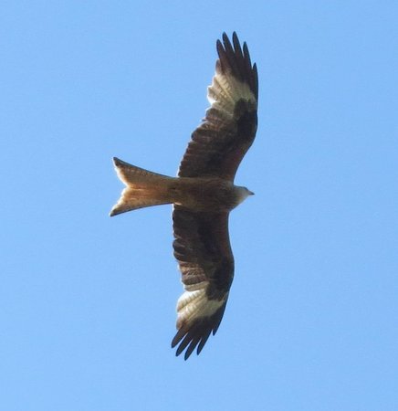 Red Kite