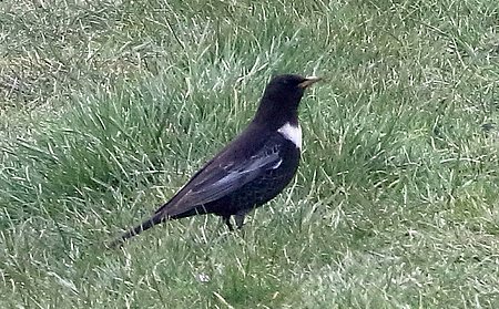 Ring Ouzel 2021 04 017