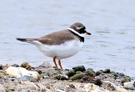 Ringed Plover 2021 05 09 Langford Lakes