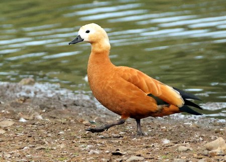 Ruddy Shelduck 2021 09 19 Langford Lakes