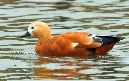 Ruddy Shelduck 2021 10 28 Langford Lakes1